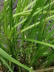 Cardamine polemonioides