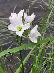 Cardamine polemonioides