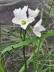 Cardamine polemonioides