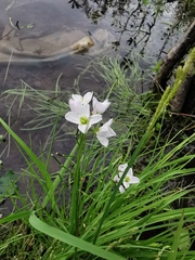 Cardamine polemonioides