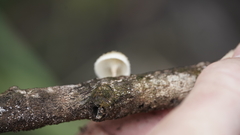 Lentinus