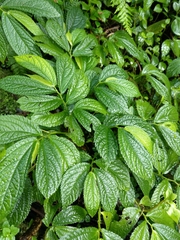 Elatostema rivulare