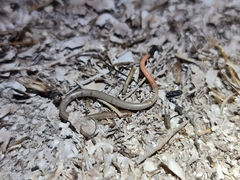 Aprasia inaurita