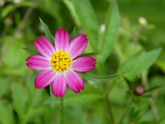 Cosmos caudatus