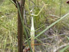 Tenodera blanchardi