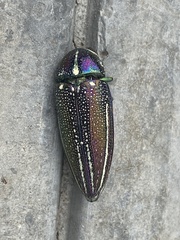 Amblysterna natalensis