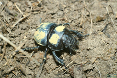 Lethrus apterus