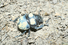 Lethrus apterus