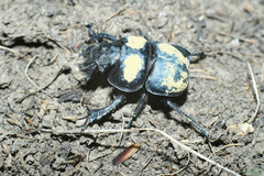 Lethrus apterus