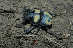 Lethrus apterus