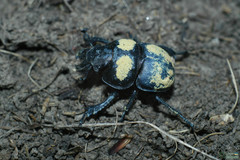 Lethrus apterus
