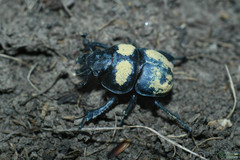Lethrus apterus