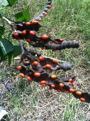 Erythrina herbacea