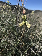 Astragalus curtipes