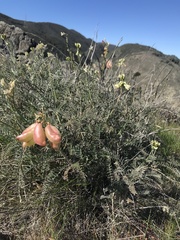 Astragalus curtipes