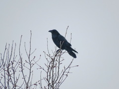 Corvus corax