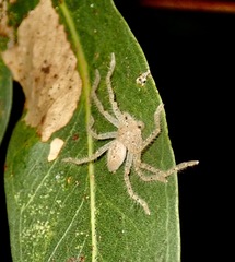 Neosparassus diana