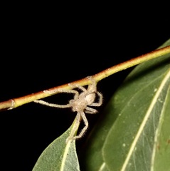 Neosparassus diana