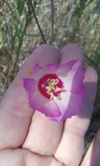 Clarkia gracilis tracyi