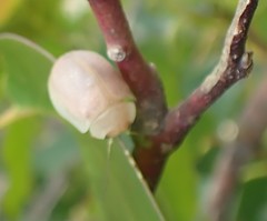 Paropsisterna crocata