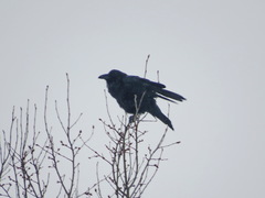 Corvus corax