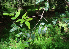 Flindersia bennettii