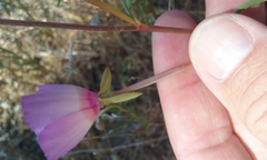 Clarkia gracilis tracyi
