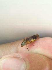 Homalodisca vitripennis