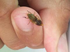 Homalodisca vitripennis