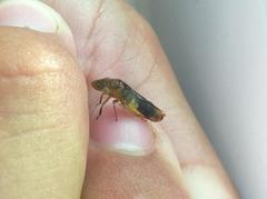 Homalodisca vitripennis