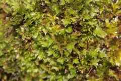 Ptychostomum moravicum