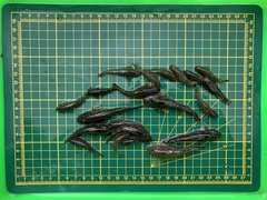 Rhinogobius candidianus