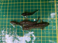 Rhinogobius candidianus