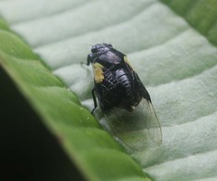 Mogannia saucia