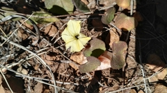 Ipomoea obscura obscura