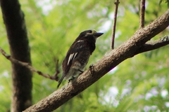 Stactolaema whytii