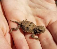 Phrynosoma douglasii