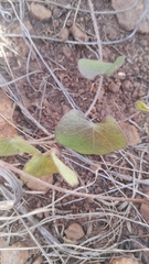 Ipomoea obscura obscura
