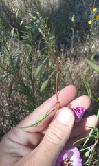 Clarkia gracilis tracyi
