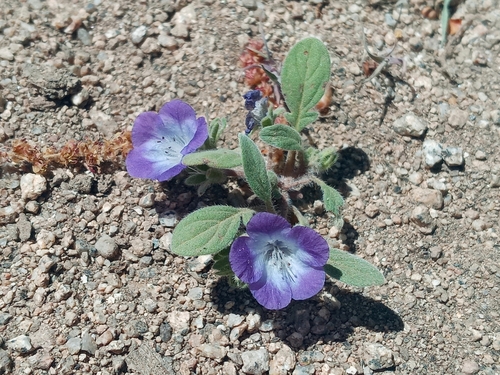 Davidson's phacelia (Phacelia davidsonii)