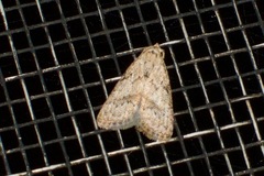 Nola desmotes