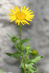 Grindelia inuloides