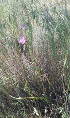 Clarkia gracilis tracyi