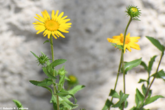 Grindelia inuloides
