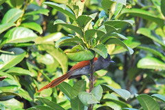 Terpsiphone viridis plumbeiceps