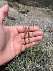 Carex serratodens