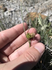 Carex serratodens