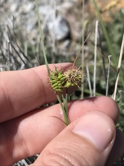 Carex serratodens