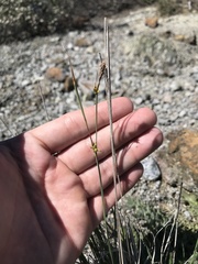 Carex serratodens