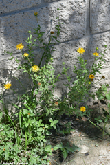 Grindelia inuloides